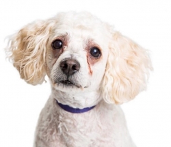 Giải pháp - chảy nước mắt trên chó Poodle 