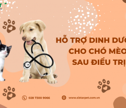 HỖ TRỢ DINH DƯỠNG CHO CHÓ MÈO SAU BỆNH HOẶC PHẪU THUẬT