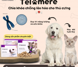 Telomere & Chống Lão Hóa Cho Thú Cưng: Bí Quyết Kéo Dài Tuổi Thọ Boss