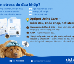 Cún Stress Do Đau Khớp – Dấu Hiệu, Nguyên Nhân & Giải Pháp