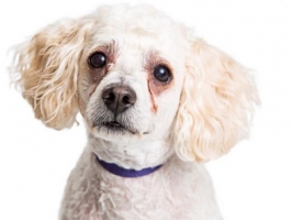 Giải pháp - chảy nước mắt trên chó Poodle 