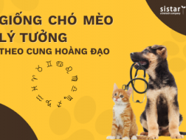 GIỐNG CHÓ MÈO PHÙ HỢP VỚI 12 CUNG HOÀNG ĐẠO - CHỌN THÚ CƯNG HỢP MỆNH