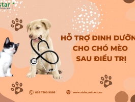 HỖ TRỢ DINH DƯỠNG CHO CHÓ MÈO SAU BỆNH HOẶC PHẪU THUẬT