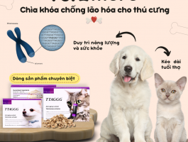 Telomere & Chống Lão Hóa Cho Thú Cưng: Bí Quyết Kéo Dài Tuổi Thọ Boss