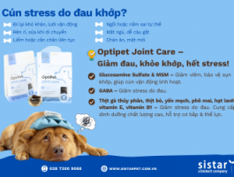 Cún Stress Do Đau Khớp – Dấu Hiệu, Nguyên Nhân & Giải Pháp