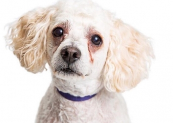 Giải pháp - chảy nước mắt trên chó Poodle 