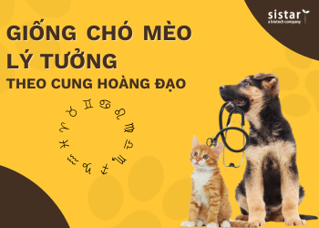 GIỐNG CHÓ MÈO PHÙ HỢP VỚI 12 CUNG HOÀNG ĐẠO - CHỌN THÚ CƯNG HỢP MỆNH