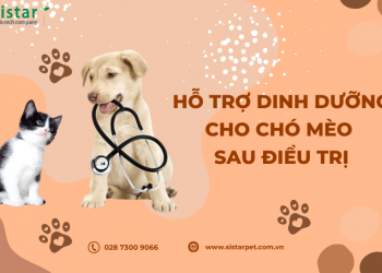 HỖ TRỢ DINH DƯỠNG CHO CHÓ MÈO SAU BỆNH HOẶC PHẪU THUẬT