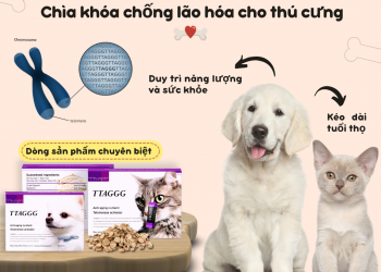 Telomere & Chống Lão Hóa Cho Thú Cưng: Bí Quyết Kéo Dài Tuổi Thọ Boss