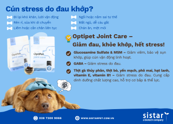 Cún Stress Do Đau Khớp – Dấu Hiệu, Nguyên Nhân & Giải Pháp